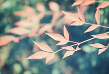 埃尔切士气大振，展望下一场比赛信心满满